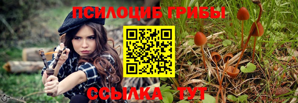 Галлюциногенные грибы Cubensis Свободный
